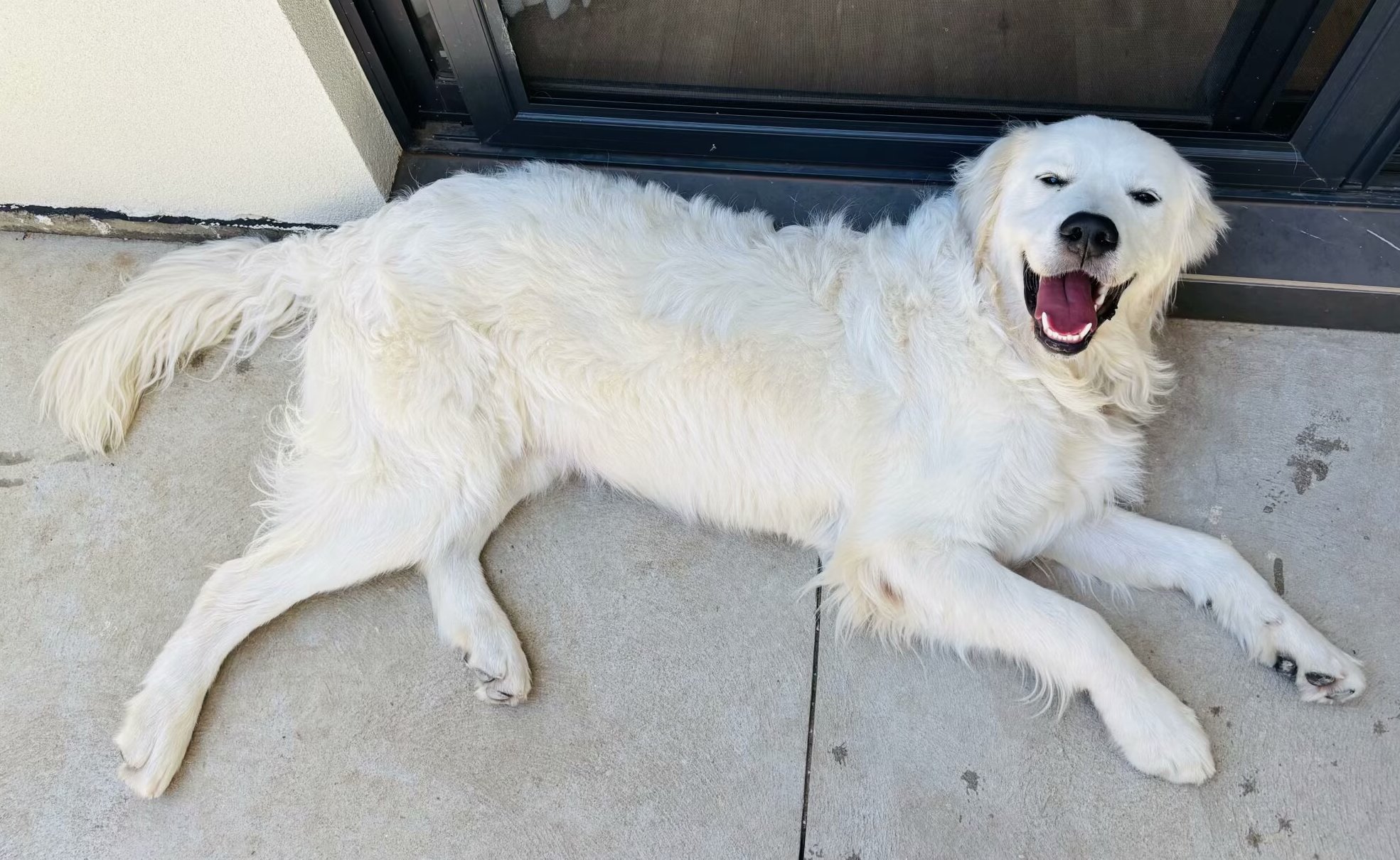 Mike the dog